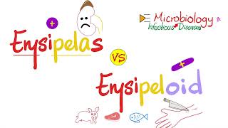 Erysipelothrix vs Erysipelas of Streptococcus pyogenes Group A Streptococci  Comparison [upl. by Oneill473]