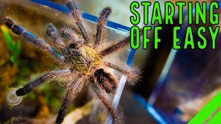 Top 10 Beginner Tarantulas YOU Overlooked [upl. by Eema]