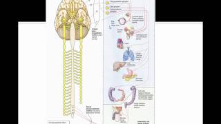 COMLEX Board Prep OMT Parasympathetic Nervous System Innervations [upl. by Trebleht]