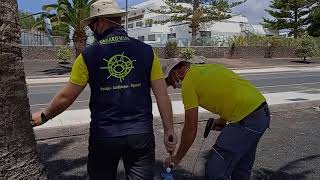 Aplicación Endoterapia en Palmera Canaria  Canariensis Paisajes [upl. by Ailad64]