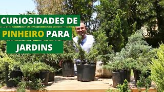 CURIOSIDADES DE PINHEIROS PARA JARDINS QUE VOCÊ PRECISA SABER  MURILO SOARES  SPAGNHOL PLANTAS [upl. by Ilene]