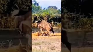 Buffalo Fights Back Epic Showdown as Lion Faces Brutal Attack [upl. by Arenahs369]