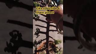 Beautiful topiary plants bonsai tree youtubeshorts trees gardening shortsviral [upl. by Crudden]