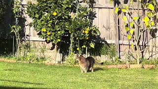 Cat with a primordial pouch walking around the backyard [upl. by Anatnas]