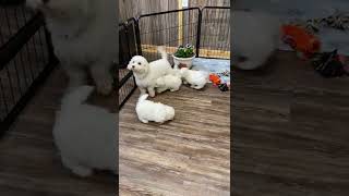 Maltipoo puppies for sale [upl. by Eikcuhc137]