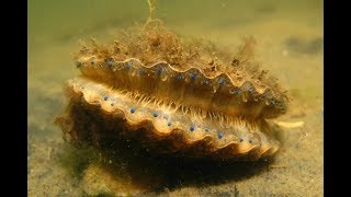 Snorkeling and Scalloping in CrystalRiver Florida [upl. by Naida]