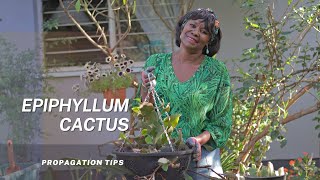 How to Propagate And Repot The Epiphyllum Plant  The Orchid Cactus [upl. by Spiegel567]