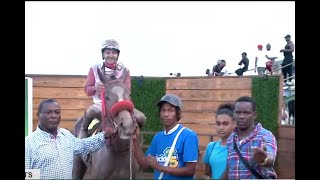 JAMAICA RACING Teflon Don Upsets At 121 Sat Nov 9 2024 9th [upl. by Jeane]