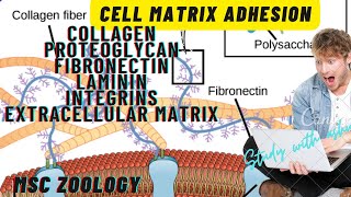 cell matrix adhesion collagen  proteoglycans  fibronectin  laminin  integrins  ecm notes [upl. by Euqinad]