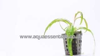 Aquarium plant Cryptocoryne balansae  grows up to 60cm high [upl. by Leiso]