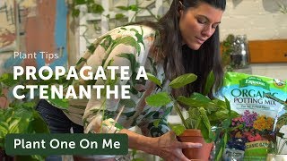 Propagate Your Prayer Plant Ctenanthe — Ep 150 [upl. by Trah]