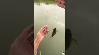 The worlds smallest fishing rod fishing tide tidefishing fish [upl. by Sibbie]