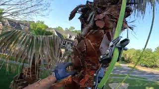 Pruning and Skinning a Washingtonia Palm Tree [upl. by Silver]