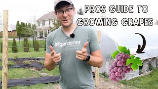 Everything You Need to Know to Grow Grapes  COMPLETE Growing Guide [upl. by Reese]