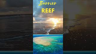 Coral Reef  barrier reef  fringing reefs  Atolls shorts shortsvideo environment [upl. by Merriman]