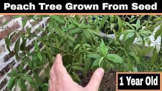 Growing Peach Trees From Seed 1 Year Old [upl. by Mehitable]