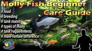 Molly Fish  Beginner Care Guide – breeding amp feeding [upl. by Ladnek354]