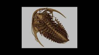 508MillionYearOld Trilobite Fossils Unveil New Features [upl. by Neva35]