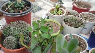 use of fungicide on succulents save succulents fungicides [upl. by Lesirg]