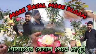 Secrets to get more basal shoots। গোলাপ গাছে একমাসেই আসবে পরপর ব্যাসাল। How to get more basal। rose [upl. by Leviram]