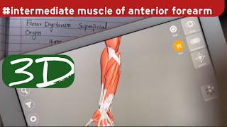 Flexor Digitorum Superficialis  Intermediate layer of anterior compartment of forearm [upl. by Marshall]