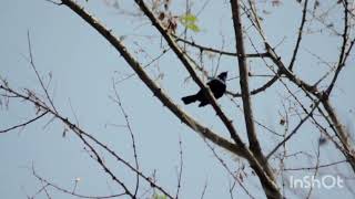 402Indian Robin Copsychus fulicatus calls October 12 2024 Punjab India [upl. by Neyugn615]