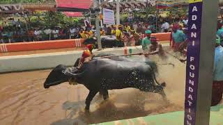 Kambala Start  Aikala Bava 2024 [upl. by Gittle]