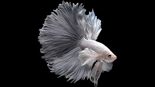 10 Most Beautiful Fishes on Planet Earth [upl. by Otnicaj]