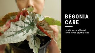 BEGONIA CARE  HOW TO GET RID OF FUNGUS ON YOUR PLANTS [upl. by Ahtekal528]