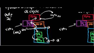 Biochemistry  Cytochrome c Ubiquinol Oxidoreductase Complex III [upl. by Ari817]