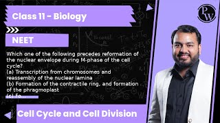 Which one of the following precedes reformation of the nuclear envelope during Mphase of the cel [upl. by Acalia]