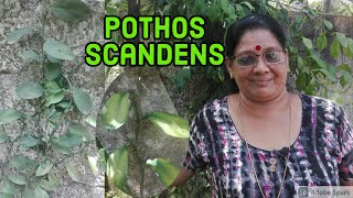 Pothos Scandens Explanation In Malayalam ആനപ്പരുവ ആമകഴുത്ത്മരക്കൊടി  Climbing Aroid  പരുവക്കൊടി [upl. by Brantley]