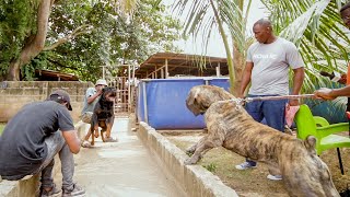 Strong Rottweiler tries to face off with Boerboel [upl. by Flannery58]