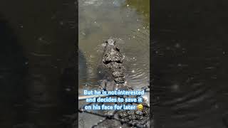 This Croc was not interested gatorland crocodile feedinganimals [upl. by Rempe]