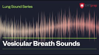 Vesicular Breath Sounds  EMTprepcom [upl. by Leahcam]