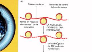 Ayudantía BioCel El núcleo celular 14 Genoma nuclear y cromatina [upl. by Davena942]