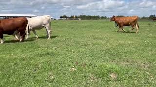 6 Head of Red and Yellow Crossbred Type Cows 0729  Cattle for sale [upl. by Acirederf67]