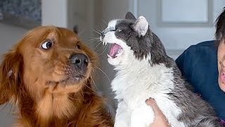 If you want to LAUGH HARD WATCH FUNNY ANIMALS  Funny ANIMAL compilation [upl. by Asirrom]