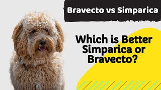 The Bravecto vs Simparica Debate Which is Better for My Dog [upl. by Shanahan]