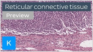 Reticular connective tissue cells and structure preview  Human Histology  Kenhub [upl. by Nalid]