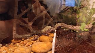 my snake eating a worm quotDekays Brown Snakequot [upl. by Hogarth]