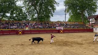 Course de vaches landaises dans les arènes de Gabarret LandesGabarret 4K [upl. by Llerrac]