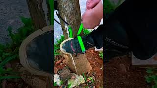 Ingenious Tree Climbing Tool Made from Experiencequot TreeClimbing shorts [upl. by Silevi792]