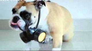 Nippon Paint ad 2010 feat Grumpy the bulldog [upl. by Zinnes]