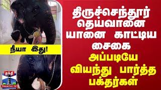 திருச்செந்தூர் தெய்வானை யானை காட்டிய சைகை அப்படியே வியந்து பார்த்த பக்தர்கள் [upl. by Niehaus]