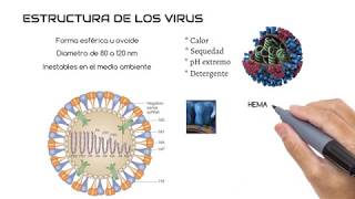 Antecedentes y estructura de los Virus de la influenza [upl. by Pierre329]