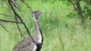 Call of the Black Bellied Bustard [upl. by Kern180]