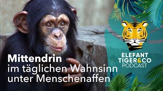 ETCPodcast Mittendrin im täglichen Wahnsinn unter Menschenaffen  Elefant Tiger amp Co  MDR [upl. by Luapnaes]