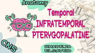 Temporal Infratemporal amppterygopalatine fossa [upl. by Kcirederf]