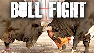 Traditional Bull Fighting in Fujairah [upl. by Ateekahs]